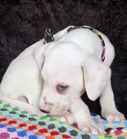 Quaker Lemon male, a male Dalmatian for sale in Cape May, NJ – Photo 2 of 10