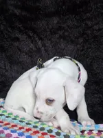 Quaker Lemon male, a male Dalmatian for sale in Cape May, NJ – Photo 9 of 10