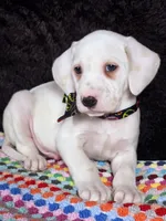Quaker Lemon male, a male Dalmatian for sale in Cape May, NJ – Photo 1 of 10