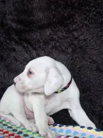 Quaker Lemon male, a male Dalmatian for sale in Cape May, NJ – Photo 10 of 10