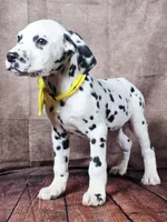 Gucci yellow, a female Dalmatian for sale in Cape May, NJ – Photo 3 of 8