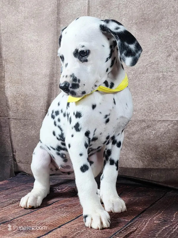 Gucci yellow – Dalmatian puppy for sale in Cape May, NJ