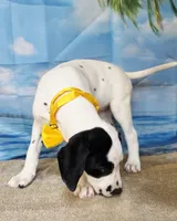 Fraidy yellow lua, a female Dalmatian for sale in Cape May, NJ – 7 of 10