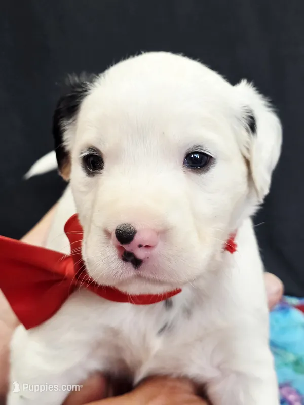 Opal red long coat – Dalmatian puppy for sale in Cape May, NJ