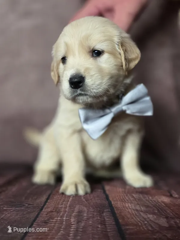 Golden white – Golden Retriever puppy for sale in Cape May, NJ