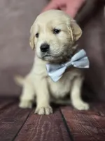 Golden white, a female Golden Retriever for sale in Cape May, NJ – 1 of 10