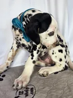 Zoomy aqua tri-color , a female Dalmatian for sale in Cape May, NJ – 6 of 10