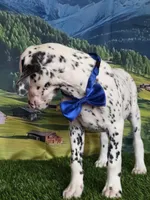 Aphrodite blue LUA , a male Dalmatian for sale in Cape May, NJ – 2 of 10