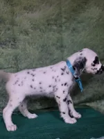 Mila aqua long coat, a female Dalmatian for sale in Cape May, NJ – 6 of 10