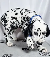 Zoomy blue , a male Dalmatian for sale in Cape May, NJ – 5 of 10