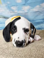 Fraidy yellow lua, a female Dalmatian for sale in Cape May, NJ – 10 of 10