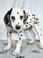 Zoomi neon green, a female Dalmatian for sale in Cape May, NJ – 3 of 10