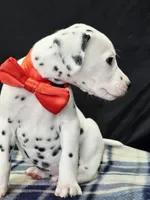 Dilly red, a male Dalmatian for sale in Cape May, NJ – 9 of 10