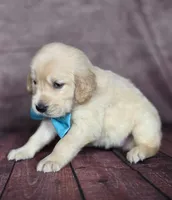 Golden aqua , a female Golden Retriever for sale in Cape May, NJ – 4 of 10