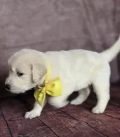 Golden yellow, a female Golden Retriever for sale in Cape May, NJ – 3 of 10