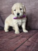 Golden purple, a female Golden Retriever for sale in Cape May, NJ – 4 of 10
