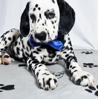 Zoomy blue , a male Dalmatian for sale in Cape May, NJ – 6 of 10