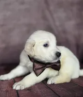 Golden brown, a male Golden Retriever for sale in Cape May, NJ – 5 of 7