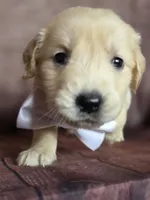 Golden white, a female Golden Retriever for sale in Cape May, NJ – 10 of 10