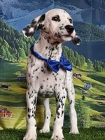 Aphrodite blue LUA , a male Dalmatian for sale in Cape May, NJ – 6 of 10