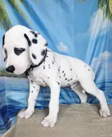 Fraidy brown LUA, a male Dalmatian for sale in Cape May, NJ – 6 of 9