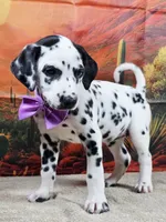 Carmella purple , a female Dalmatian for sale in Cape May, NJ – 5 of 10
