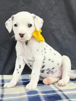 Dilly yellow, a female Dalmatian for sale in Cape May, NJ – 1 of 10