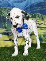Aphrodite blue LUA , a male Dalmatian for sale in Cape May, NJ – 7 of 10