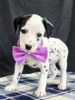 Dilly purple , a female Dalmatian for sale in Cape May, NJ – 5 of 10