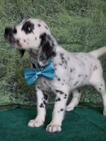 Mila aqua long coat, a female Dalmatian for sale in Cape May, NJ – 10 of 10