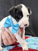 Opal blue fluff, a male Dalmatian for sale in Cape May, NJ – 5 of 9