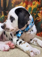 Carmella aqua, a female Dalmatian for sale in Cape May, NJ – 10 of 10