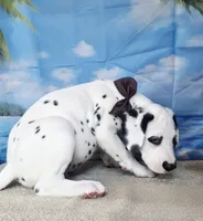 Fraidy brown LUA, a male Dalmatian for sale in Cape May, NJ – 2 of 9