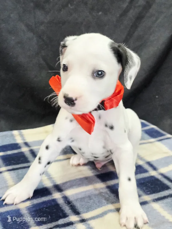 Dilly red – Dalmatian puppy for sale in Cape May, NJ