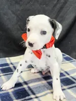 Dilly red, a male Dalmatian for sale in Cape May, NJ – 1 of 10