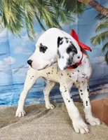Fraidy red LUA, a male Dalmatian for sale in Cape May, NJ – 6 of 9