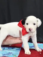 Opal red long coat, a male Dalmatian for sale in Cape May, NJ – 8 of 10