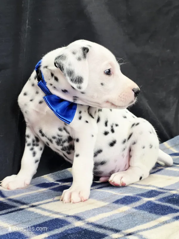 Dilly blue – Dalmatian puppy for sale in Cape May, NJ