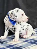 Dilly blue, a male Dalmatian for sale in Cape May, NJ – 1 of 10
