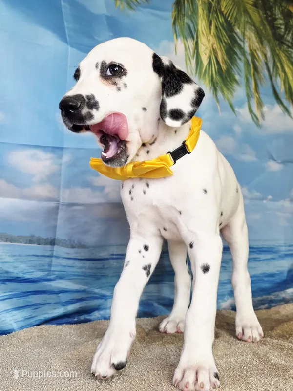 Fraidy yellow lua – Dalmatian puppy for sale in Cape May, NJ