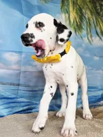 Fraidy yellow lua, a female Dalmatian for sale in Cape May, NJ – 1 of 10