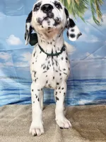 Fraidy green LUA , a male Dalmatian for sale in Cape May, NJ – 5 of 10