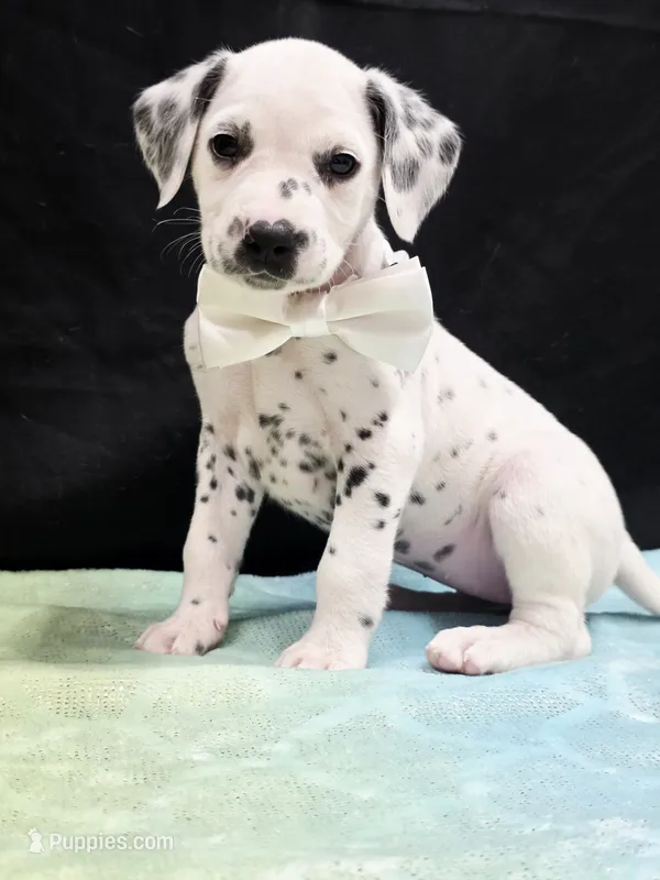 Giggles white  – Dalmatian puppy for sale in Cape May, NJ