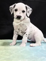 Giggles white , a female Dalmatian for sale in Cape May, NJ – 1 of 10