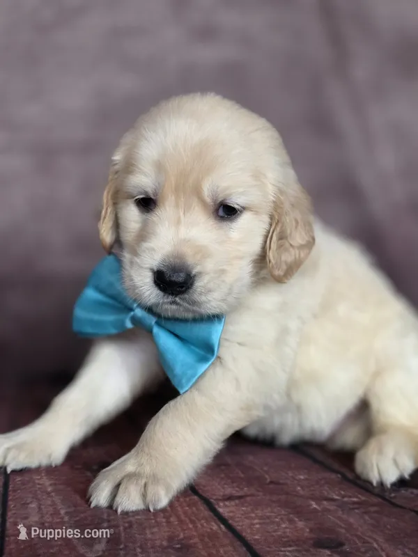Golden aqua  – Golden Retriever puppy for sale in Cape May, NJ
