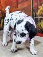 Carmella purple , a female Dalmatian for sale in Cape May, NJ – 3 of 10
