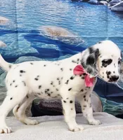 Jacora long coat tricolor , a female Dalmatian for sale in Cape May, NJ – 4 of 10