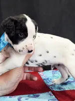 Opal blue fluff, a male Dalmatian for sale in Cape May, NJ – 8 of 9