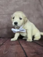 Golden white, a female Golden Retriever for sale in Cape May, NJ – 7 of 10