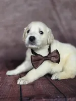 Golden brown, a male Golden Retriever for sale in Cape May, NJ – 2 of 7